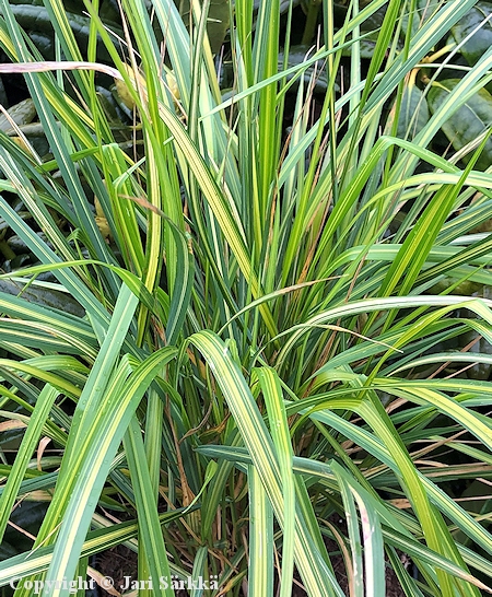 Calamagrostis x acutiflora 'England' koristekastikka